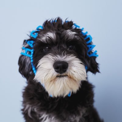 oli_minischna's profile picture