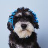 Profilbild von おり🐶