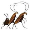 Profilbild von Mkale Mwitu