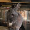うさぎ馬鹿 profil fotoğrafı