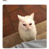 chicooooo 的头像