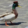 Mohammed bin Alman™🪚 profil fotoğrafı