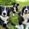 Profilbild von The Border Boys and Rocky