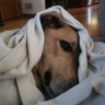 Blanket Dog 的头像