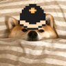 Profilbild von shib