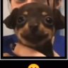 Beanertron's profile picture