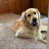 Saint Wumples's profile picture