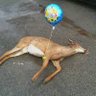 Oh Deer's profile picture