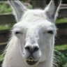 Profilbild von Lafindeleurmonde