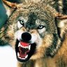 Wolf's profile picture