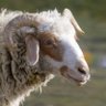 Profilbild von Sheep