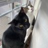 FinnandBoo profil fotoğrafı