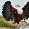 Kartal Kartaloglu 的头像