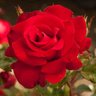 Profilbild von Ramona Begonia