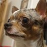 Bokonon's profile picture