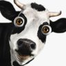Фото профиля LA VACA MORA