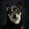 黒柴さてつ's profile picture