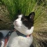WestCoastCat's profile picture