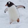 Фото профиля TingleThePenguin