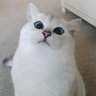 SoSoo (โซซู) 的头像