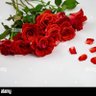 rosy 的头像