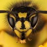Фото профиля Wasps