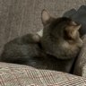 そまり profil fotoğrafı