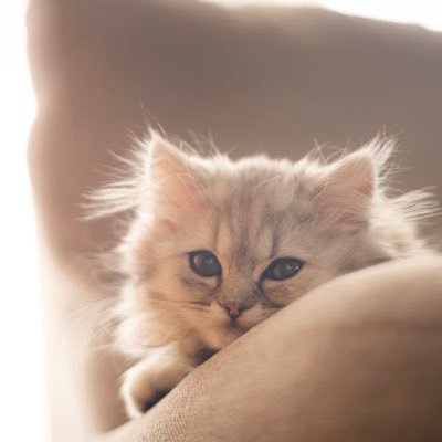 amamdayoo's profile picture