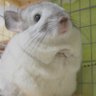 チンチラのにぼし's profile picture