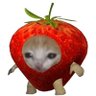 meow's profile picture