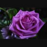 Фото профиля Katherine McLain