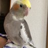 アントニー profil fotoğrafı