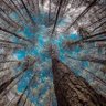 Фото профиля Tree Ballins