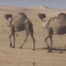 زيااد 的头像