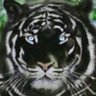 🇺🇸 black_tiger🇮🇹Sua Sponte 的头像