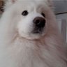 Lu Frazão profil fotoğrafı