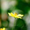 ตาหวาน profil fotoğrafı