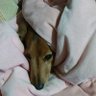 びびあん 的头像