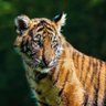Фото профиля Firoz Ansari