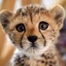 ماهوی بلوچ's profile picture