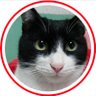もっぱらや🍓 profil fotoğrafı
