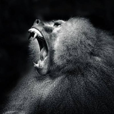 Nature is Awesome's profile picture