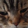にゃー profil fotoğrafı