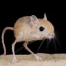 Фото профиля JoyfulJerboa