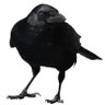 hugin munin profil fotoğrafı
