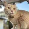 nikolle's profile picture