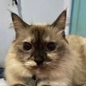 Catslave🐈's profile picture