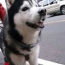 akila_chen's profile picture