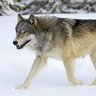 Profilbild von Wolf