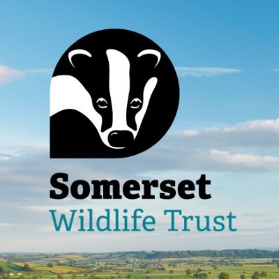 SomersetWT's profile picture